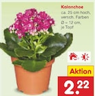 Kalanchoe für 2,22 € bei Netto Marken-Discount im Angebot Kalanchoe im aktuellen Netto Marken-Discount Prospekt