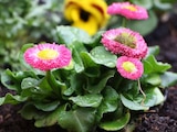 Bellis Tausendschönchen Angebote bei Garten-Center Nordharz GmbH & Co. KG Salzgitter für 0,99 €