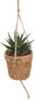 SUCCULENTES EN SUSPENSION - GARDENLINE - Aldi à Strasbourg SUCCULENTES EN SUSPENSION - GARDENLINE en promo chez Aldi Strasbourg à 5,99 €