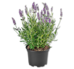 Aktuelle Pflanzen Angebote bei Penny in Göttingen Aktuelles Lavendel Angebot bei Penny in Göttingen ab 1,69 €
