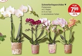 Schmetterlingsorchidee von KOLIBRI ORCHIDS im aktuellen V-Markt Prospekt für 7,99 €