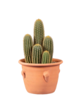 Cactus ou succulente en pot terracota - Lidl à Perpignan Cactus ou succulente en pot terracota en promo chez Lidl Perpignan à 9,97 €
