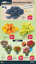 Blumen im Netto mit dem Scottie Prospekt Günstig. Besser. Für Dich. auf S. 2