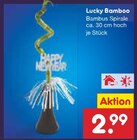 Lucky Bamboo Angebote bei Netto Marken-Discount Jena für 2,99 €