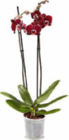 Orchidee im Angebot bei Netto Marken-Discount in Mülheim Orchidee Angebote bei Netto Marken-Discount Mülheim für 6,99 €