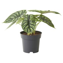 Pflanzen von ALOCASIA im aktuellen IKEA Prospekt für €9.99
