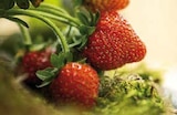 Erdbeerpflanzen im Angebot bei Globus-Baumarkt in Ludwigshafen Erdbeerpflanzen Angebote von Le Jardin Gourmand bei Globus-Baumarkt Ludwigshafen für 2,80 €
