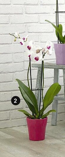 Orchidée phalaenopsis 2 tiges - Géant Casino à Angers Orchidée phalaenopsis 2 tiges en promo chez Géant Casino Angers à 6,00 €