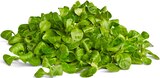 Penny - Bio-Feldsalat Angebot im Prospekt Bio-Feldsalat bei Penny im Prospekt "" für 1,49 €