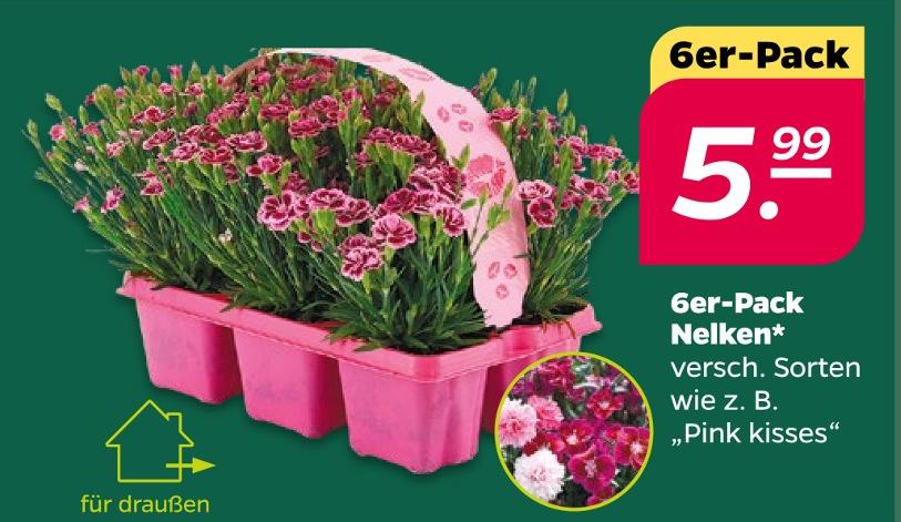 6er-Pack Nelken