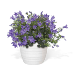 Aktuelle Blumen Angebote bei OBI in Jena Aktuelles Glockenblume Angebot bei OBI in Jena ab 4,49 €