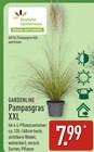 Pampasgras XXL im Angebot bei ALDI Nord in Falkensee Pampasgras XXL Angebote von GARDENLINE bei ALDI Nord Falkensee für 7,99 €