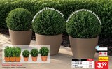 Euonymus "Green Wonder" im Angebot bei Netto Marken-Discount in Görlitz Euonymus "Green Wonder" Angebote bei Netto Marken-Discount Görlitz für 3,99 €