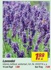 toom Baumarkt Celle - Lavendel Angebot im Prospekt Lavendel bei toom Baumarkt im Celle Prospekt für 1,99 €