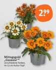 Gazania im Angebot bei tegut in Stuttgart Gazania Angebote von Mittagsgold bei tegut Stuttgart für 2,99 €