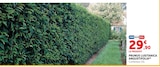 Hyper U Villars-en-Pons - Promo Prunus Lusitanica Angustifolia Promo Prunus Lusitanica Angustifolia à 29,90 € dans le catalogue Hyper U à Villars-en-Pons