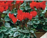 Promo Cyclamen à 2,49 € dans le catalogue Hyper U à Alès