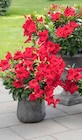 Dipladenia-Busch von Kölle's Beste! für 22,22 € bei Pflanzen Kölle im Angebot Dipladenia-Busch von Kölle's Beste! im aktuellen Pflanzen Kölle Prospekt
