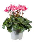 Cyclamen en promo chez Lidl Cyclamen dans le catalogue Lidl
