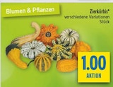 Zierkürbis Angebote bei diska Freiberg für 1,00 €