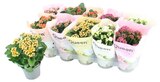Kalanchoe dans le catalogue Carrefour