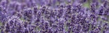 Globus-Baumarkt Magdeburg - Lavendel (Lavandula angustifolia) Angebot im Prospekt Lavendel (Lavandula angustifolia) bei Globus-Baumarkt im Magdeburg Prospekt für 5,99 €