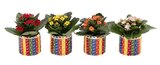 Promo Mini plante "fin d'école" à 2,99 € dans le catalogue Carrefour à Voiron