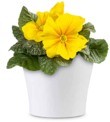 OBI Bad Bentheim - Primel (Primula acaulis) Primel (Primula acaulis) Angebot bei OBI Bad Bentheim im Prospekt "DER SCHNELLSTE WEG, MIT DEINEM PROJEKT WEITER ZU MACHEN"