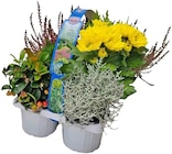 Herbstlicher Mix 1 im Angebot bei REWE in Berlin Herbstlicher Mix 1 Angebote bei REWE Berlin für 5,99 €