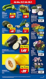 Blumen im Lidl Prospekt in Singen Aktueller Lidl Prospekt mit Blumen, "LIDL LOHNT SICH", Seite 3