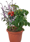 Aktuelles Kübelpflanze Basilikum meets Tomate Angebot bei tegut in Frankfurt (Main) ab 19,90 €