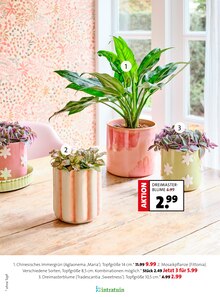 Pflanzen im Blumen Ostmann Prospekt "Bring Schwung in dein Zuhause" mit 29 Seiten (Bremen)