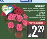 Aktuelle Geranien Angebote bei E center in Augsburg Aktuelles Geranien oder Geranien Sondersorten Angebot bei E center in Augsburg ab 2,29 €