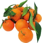 Spanien Clementinen mit Blatt bei EDEKA im Neuenkirchen Prospekt für 1,99 €