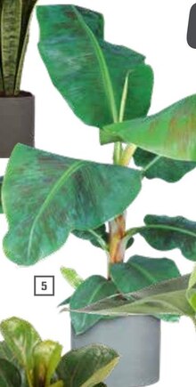 OBI Oelde - Bananenpflanze (Musa „Dwarf Cavendish“) Bananenpflanze (Musa „Dwarf Cavendish“) Angebot bei OBI Oelde im Prospekt ALLES MACHBAR