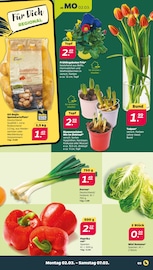 Aktueller Netto mit dem Scottie Prospekt mit Pflanzen, "Günstig. Besser. Für Dich.", Seite 3