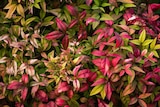 Promo Nandina en variétés à 12,99 € dans le catalogue Gamm vert à Les Ponts-de-Cé