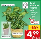 Kunstpflanze im Seegraskorb im Netto Marken-Discount Prospekt Kunstpflanze im Seegraskorb von im aktuellen Netto Marken-Discount Prospekt fĂŒr 4,99 âŹ