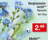 Vergissmeinnicht von Myosotis im aktuellen Zimmermann Prospekt