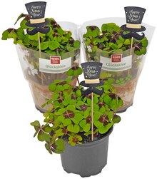 von REWE Beste Wahl Glücksklee mit Dekostecker von REWE Beste Wahl
