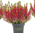 Knospenheide Beauty Ladies bei Hellweg im Wuppertal Prospekt für 1,99 €