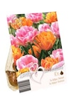 Blumenzwiebelmischung im Angebot bei Lidl in Lahr Blumenzwiebelmischung Angebote bei Lidl Lahr für 2,49 €