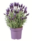 Lavendel Anouk Angebote bei Lidl Berlin für 2,89 €