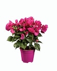 Bougainviller sur espalier - Lidl à Nîmes Bougainviller sur espalier en promo chez Lidl Nîmes à 6,99 €