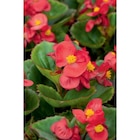 Plantes à massif en promo chez Carrefour Saint-Denis à 4,25 €