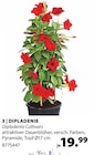 Dehner Garten-Center Heiligenroth - Dipladenia Cultivars Angebot im Prospekt Dipladenia Cultivars bei Dehner Garten-Center im Heiligenroth Prospekt für 19,99 €