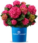 Hortensie 'Endless Summer' bei Hagebaumarkt im Prospekt "" für 19,99 €