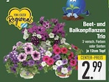 Beet- und Balkonpflanzen Trio bei E center im Unterschleißheim Prospekt für 2,99 €