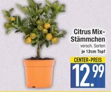 Citrus Mix-StĂ€mmchen im EDEKA Prospekt Citrus Mix-StĂ€mmchen von im aktuellen EDEKA Prospekt fĂŒr 12,99 âŹ