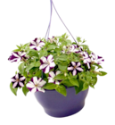 Petunienampel bei Thomas Philipps im Ronneburg Prospekt für 6,66 €